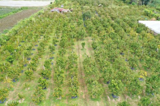 Fruit-laden tangerine garden on the outskirts of Da Lat