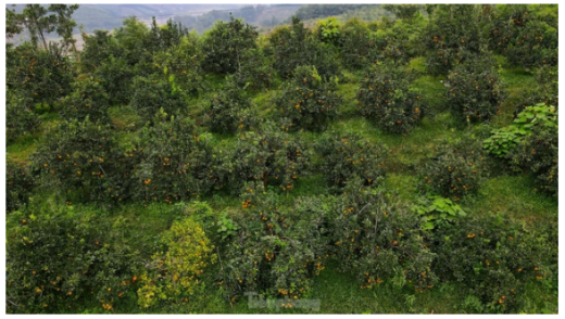 The ripe yellow-orange hill ‘hides goods’ waiting for Tet