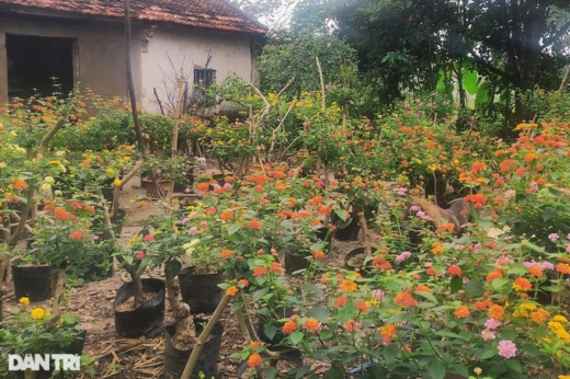 Single woman turns wild plants into beautiful flowers, earns millions