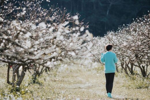 At the beginning of the year, go “hunting flowers to bloom” in the beautiful mountains, full of flowers that make people wait all year to be photographed