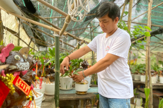 Earn millions per pot of cat-shaped coconut bonsai on the Tet holiday