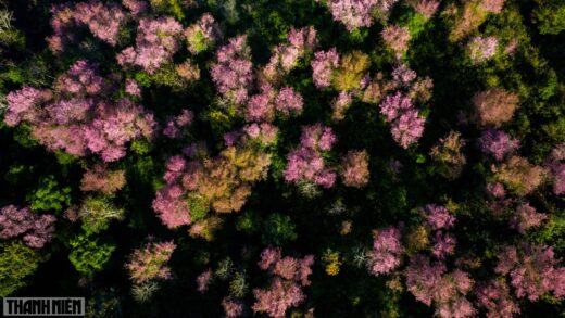 Da Lat cherry blossoms bloom splendidly on the days leading up to the New Year