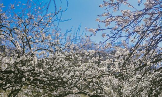 Moc Chau enters plum blossom season