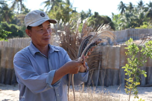 Reviving Dong (Leiolepis) farming on sandy soil