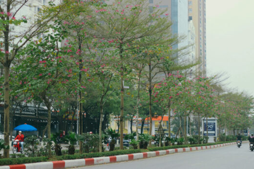 Young people gather to take pictures of the ban flower season in Hanoi