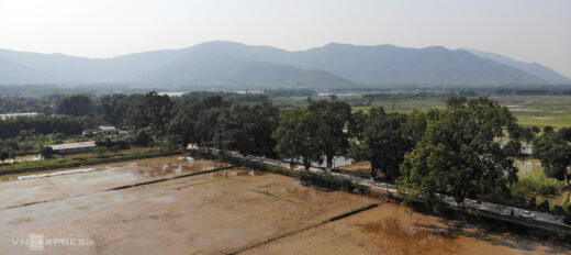 The unique rows of mother-of-pearl trees over a hundred years old in Thanh