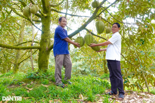 Durian exported abroad increased to a record price, farmers immediately profited billions