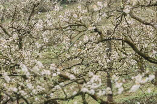 Let’s go camping in the middle of a blooming plum garden in Moc Chau