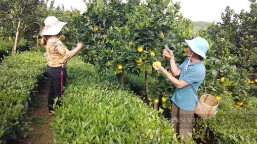 Growing poisonous and strange umbilical oranges, the farmer has a billion property