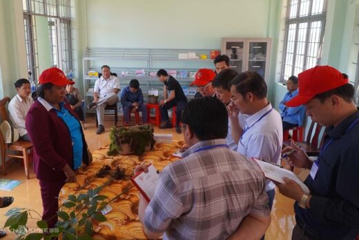 Farmers bring Ngoc Linh ginseng to the exam