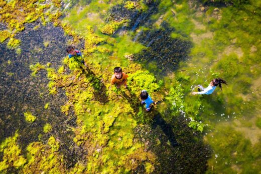 The moss season dyes the coast of Ninh Thuan green