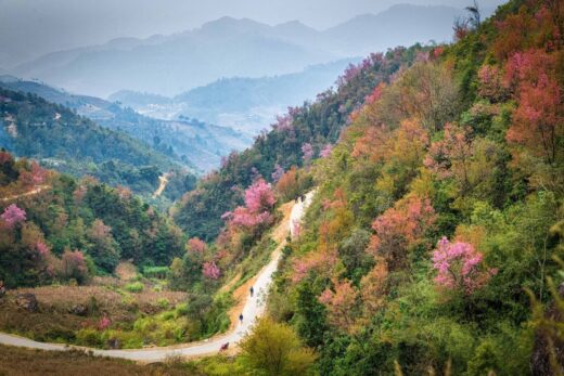 Thick flowers bloom all over Mu Cang Chai