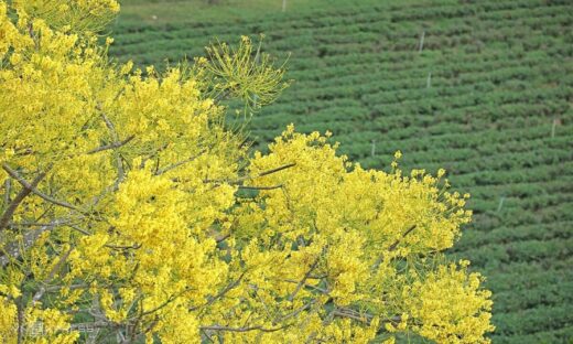 Brilliant yellow poinciana flowers in Lam Dong