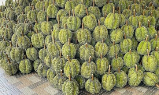 Durian among world's worst rated tropical fruits: Taste Atlas