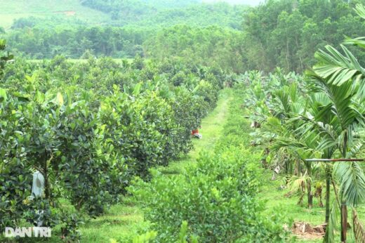 Father and son join forces to get rich, turning hills and bomb craters into organic farms