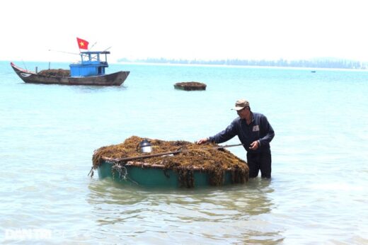 Picking clean vegetables… under the sea, fishermen make millions every day