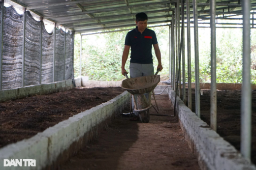 Quit being a teacher to “play” with cow dung, collect half a billion dong a year