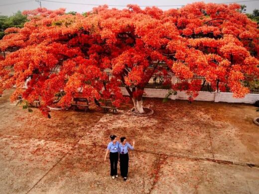 ‘Hunting’ spots to see phoenix flowers in Gia Lai are brilliantly beautiful to call summer