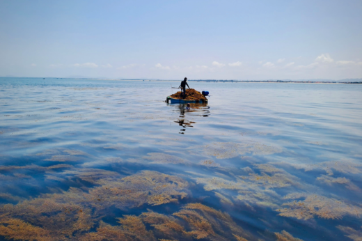 Having a dream season, diving for 2 hours, fishermen have millions