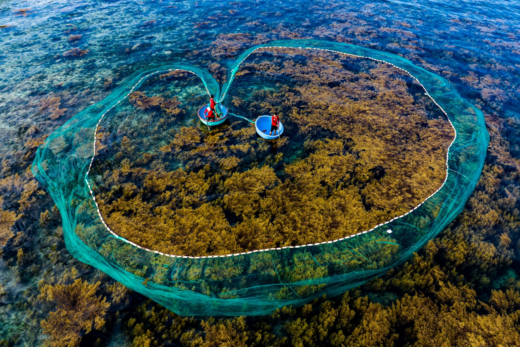 See the yellow seaweed fields under the sea of ​​Quy Nhon