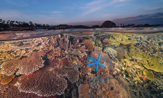 Coral reef shot earns Vietnamese lensman second prize at international contest