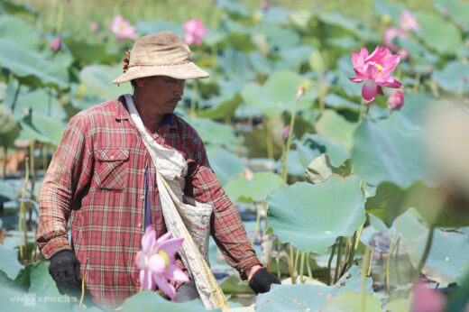 Turn the moor into a lotus pond