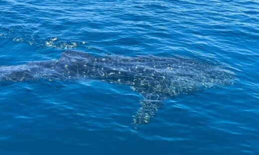 4-meter-long tiger shark spotted swimming near Quy Nhon beach