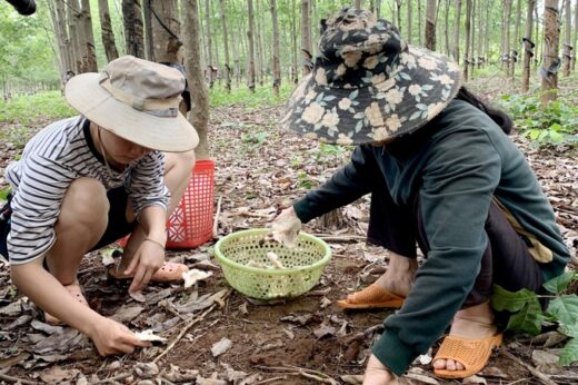 Mushrooms “rich people” grow white in the garden, farmers walk a few times and have collected 3 million