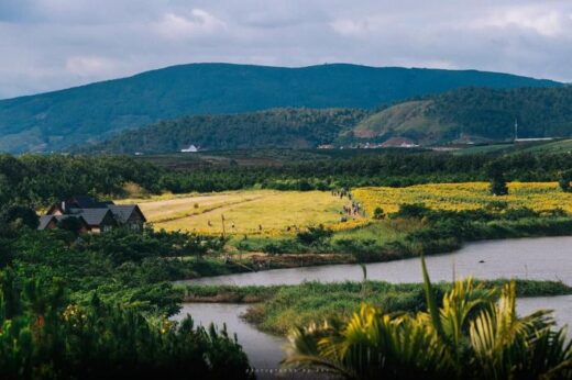 Da Lat sunflower gardens are ‘really bright yellow’, beautiful and attractive