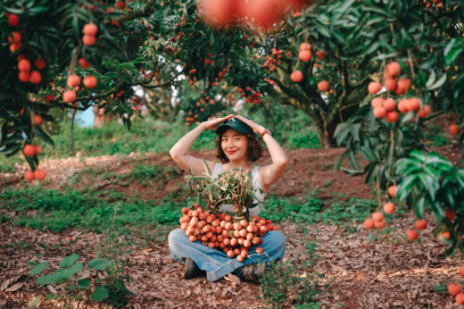 Three ‘virtual living’ spots in the late litchi season in Bac Giang