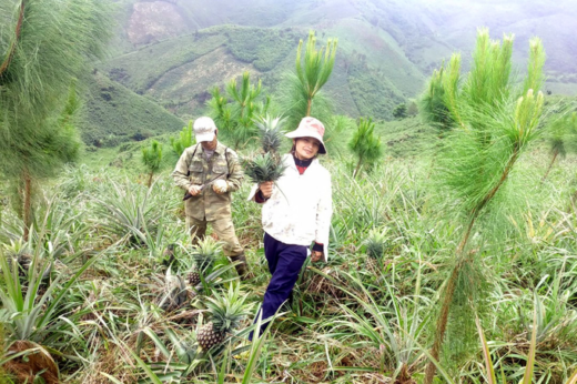 90% of forest trees die white, farmers apply a “unique” way of getting rich