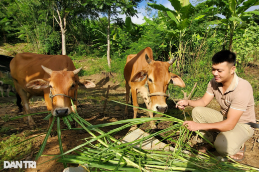 Quit the company job and go to the forest to build a shack to raise cows, earn half a billion dong/year