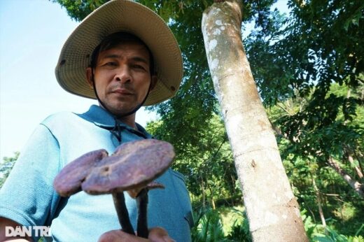 “The person who came back from the dead” and the desire to plant forests for precious mushrooms