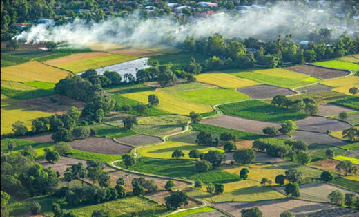 Schedule a check-in to the beautiful Tinh Bien golden rice season in An Giang