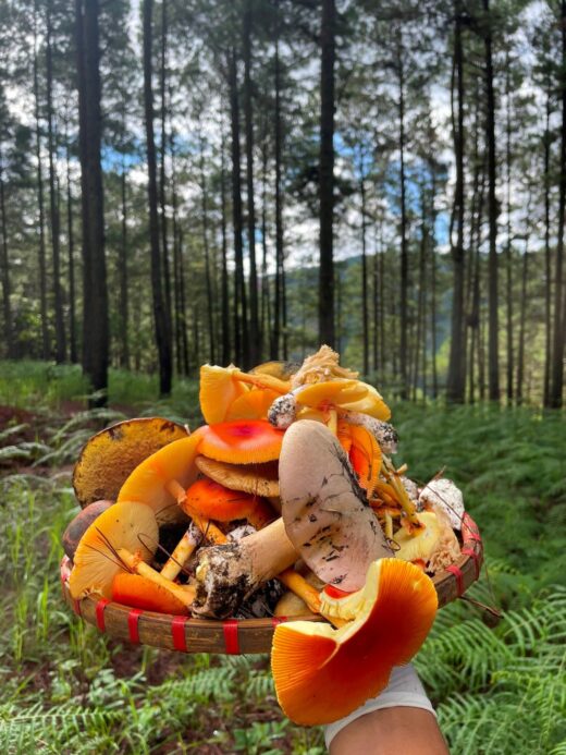 Gathering together to pick mushrooms in the rainy season in Da Lat is an interesting and extremely chill experience