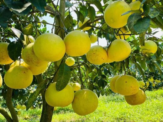 The grapefruit capital is bustling during the harvest season