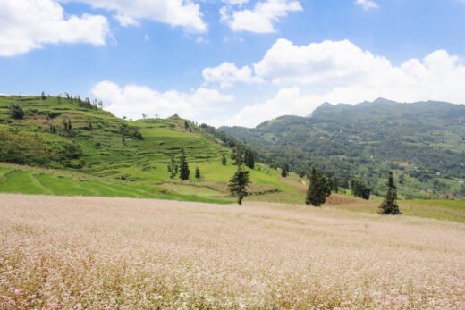 Buckwheat flowers covered in pink ‘Swiss steppe in the heart of Ha Giang’