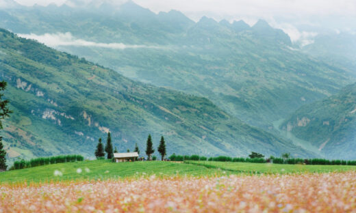 Suoi Thau buckwheat season’s autumn beauty