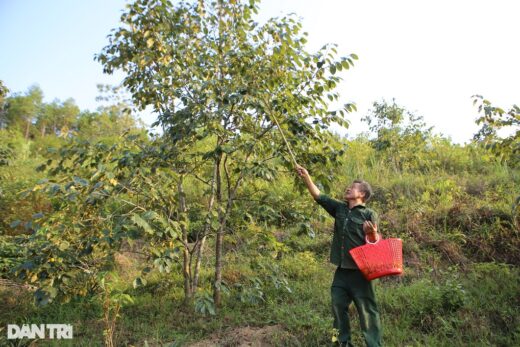 Planting trees for shade suddenly brings in hundreds of millions of dong in revenue