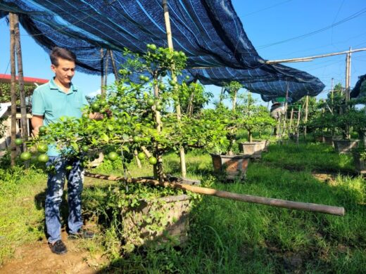 Planting bonsai lemons to celebrate Tet