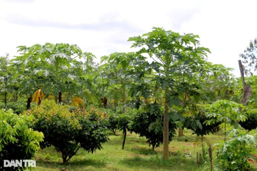 They invited each other to plant a “deaf” papaya, but they didn’t expect to earn money