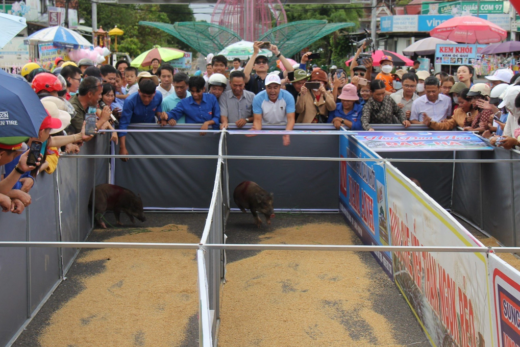 Interesting performances of striped pig racing and catching garden chickens in the highlands