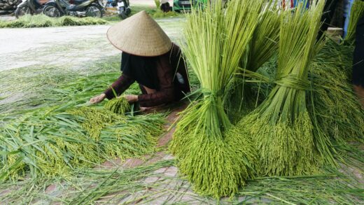 Me Tri village is ‘red with fire’, bustling with the beat of a pestle pounding green rice