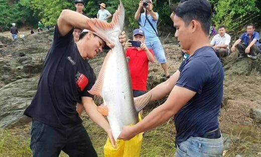 Rushing to catch giant fish to earn millions at the foot of Tri An dam