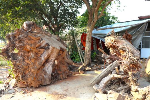 The whole village dug up rotten tree stumps and chiseled them, who would have expected to sell them for hundreds of millions of dong