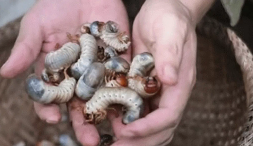 The dish made from scarab beetle larvae has become a specialty, many people praise it for its deliciousness