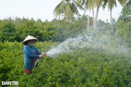 Growing a familiar flower, farmers sell one plant enough to have enough money to spend the whole year