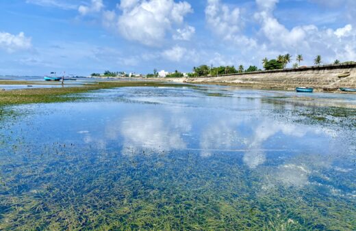 The ‘field’ of chives under Ly Son Sea fascinates guests