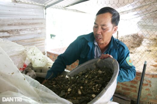 Fattening cows with discarded plants, the farmer earned 200 million VND