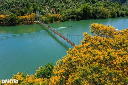 Yellow poinciana flowers bloom on both sides of the suspension bridge in Dak Nong